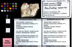 Foto (Objket + Etiketten) von Discutiolira moesica (Muţiu & Bădăluţă, 1971) 